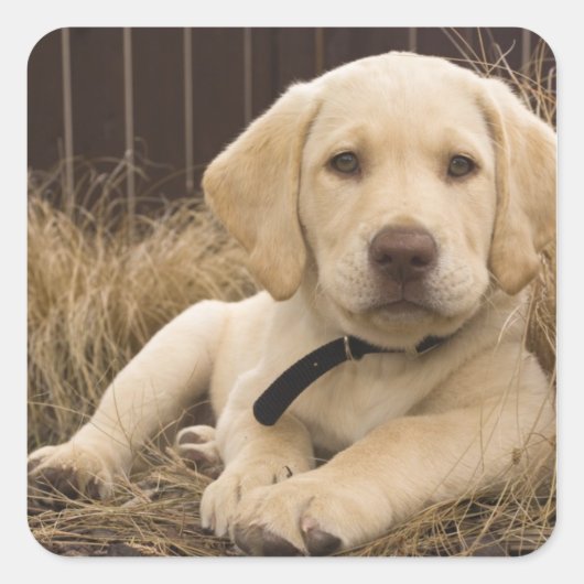 Labrador Retriever puppy Vierkante Sticker (Voorkant)
