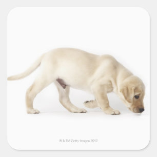 Labrador Retriever Puppy Walking Vierkante Sticker