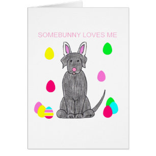Labrador retriever Somebunny noir m'aime