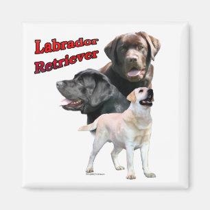 Labrador Retriever Trio 2 - Magneet