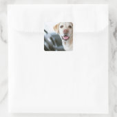 Labrador Retriever Vierkante Sticker (Tas)