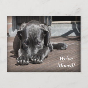Labrador Retriever We hebben een nieuw adres verpl Aankondigingskaart