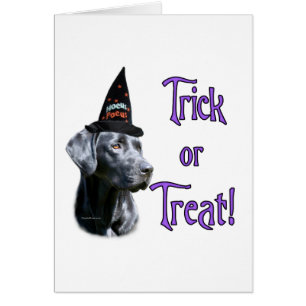 Labrador Retriever (zwart)Trick