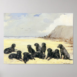 Labrador Retrievers op de aansnijder Poster