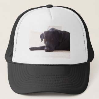 labrador trucker pet