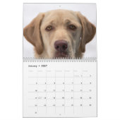 labradorkalender 2023 kalender (Jan 2027)