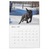 labradorkalender 2023 kalender (Feb 2027)