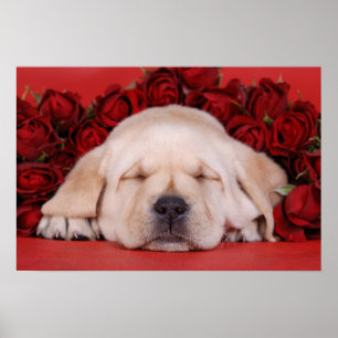 Labradorpuppy's en rozen poster