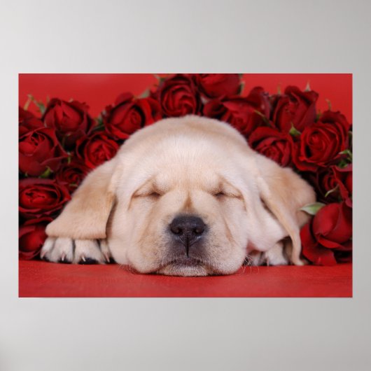 Labradorpuppy's en rozen poster (Voorkant)