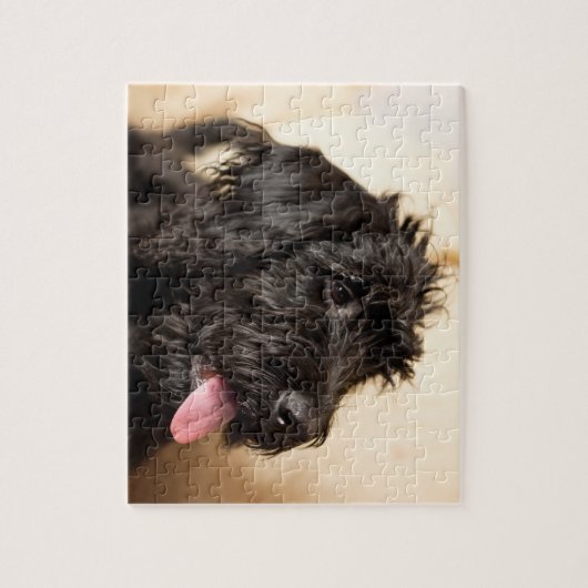 Labraoodle black jigsaw puzzle (Vertical)