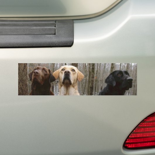 Labs Bumpersticker (Op auto)