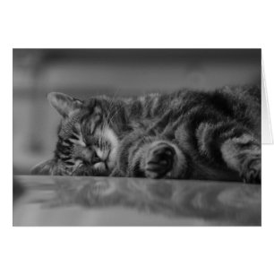 Lac de Côme Chat - 3 B&W