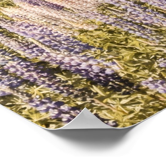 Lac Lupins | Impression d'art (Coin)