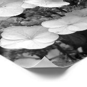Lace Pet Hydrangea zwart-wit Poster (Hoek)