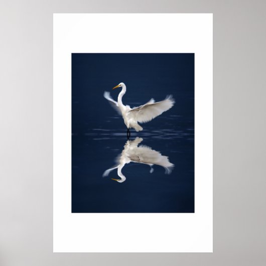 Lace Wings op Blue Poster (Voorkant)