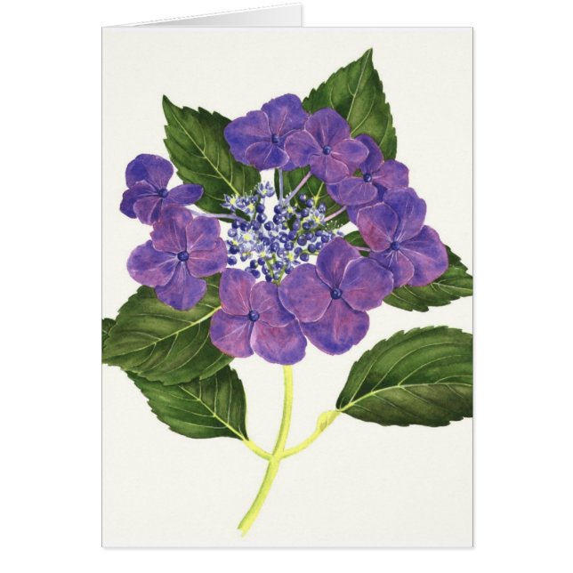 Lacecap Hydrangea (Voorkant)