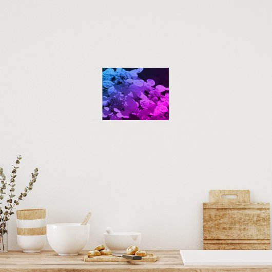 Lacecap Hydrangea bloem zwart en wit gekleurd Poster (Keuken)