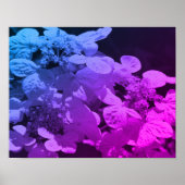 Lacecap Hydrangea bloem zwart en wit gekleurd Poster (Voorkant)