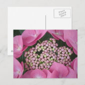Lacecap Hydrangea Briefkaart (Voorkant / Achterkant)