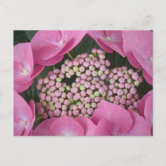 Lacecap Hydrangea Briefkaart (Voorkant)