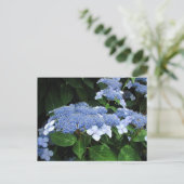 Lacecap Hydrangea ~ briefkaart (Staand voorkant)