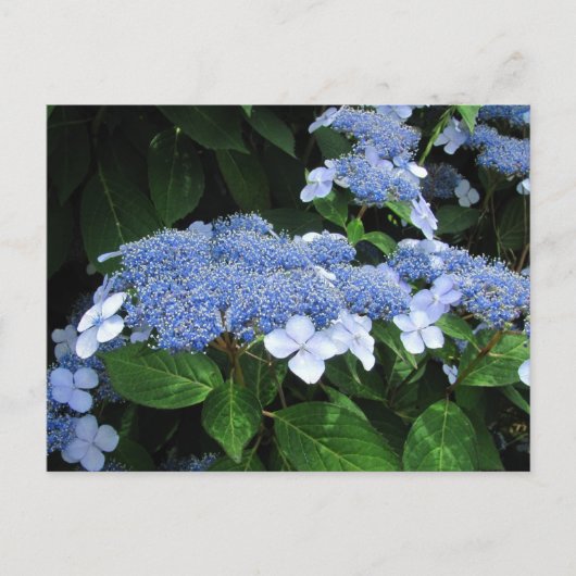 Lacecap Hydrangea ~ briefkaart (Voorkant)