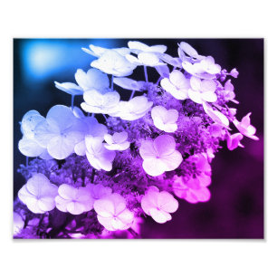Lacecap Hydrangea zwart-wit kleurtoon Foto Afdruk
