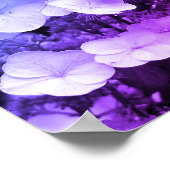 Lacecap Hydrangea zwart-wit kleurtoon Poster (Hoek)
