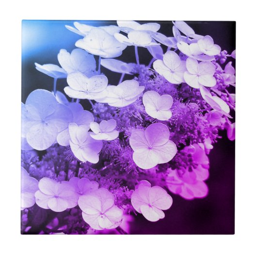 Lacecap Hydrangea zwart-wit kleurtoon Tegeltje (Voorkant)