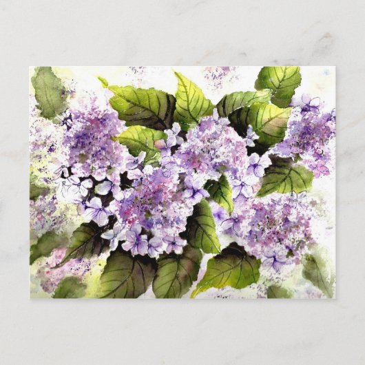 Lacecap Hydrangeas Briefkaart (Voorkant)