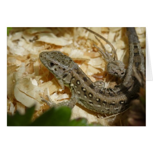 Lacerta agilis (Voorkant Horizontaal)