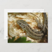 Lacerta agilis briefkaart (Voorkant / Achterkant)