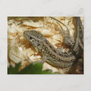Lacerta agilis briefkaart