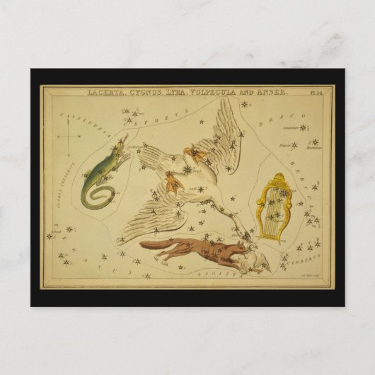 Lacerta, Cygnus, Lyra, Vulpecula en Anser Briefkaart (Voorkant)