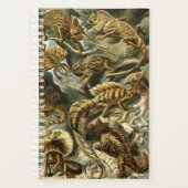 Lacertilia, lézards par Ernst Haeckel Planner (Devant)