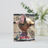 Lach! Briefkaart (Staand voorkant)