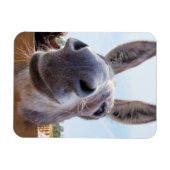 Lach Donkey Magnet Magneet (Horizontaal)