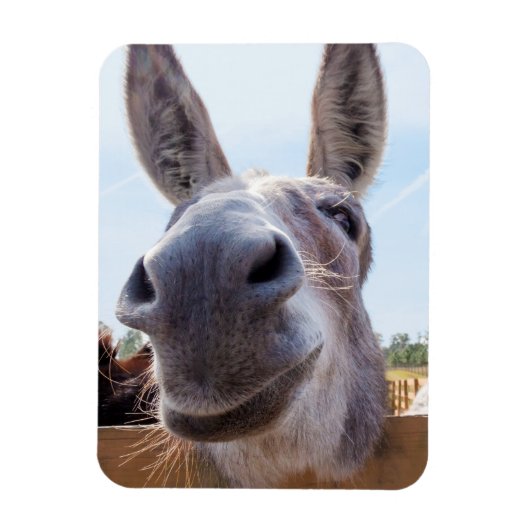 Lach Donkey Magnet Magneet (Verticaal)