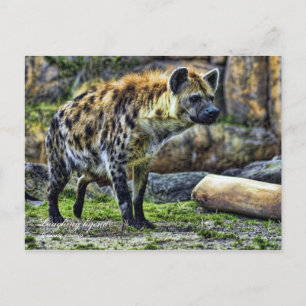 Lach hyena_ver. 3.0 [Briefkaart] Briefkaart