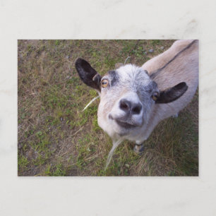 Lach voor de camera briefkaart