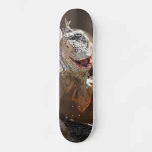 Lachen Iguana Fotografie Skateboard