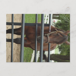 lachend paard briefkaart