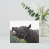 lachend paard briefkaart (Staand voorkant)