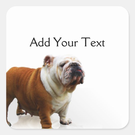 Lachende buldog vierkante sticker (Voorkant)