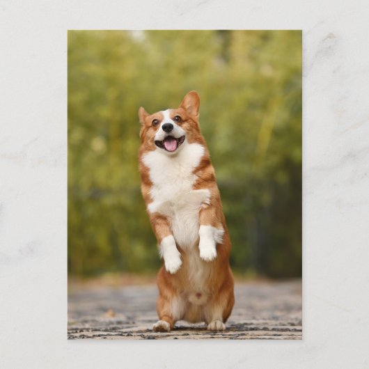 Lachende Corgi Foto Briefkaart (Voorkant)