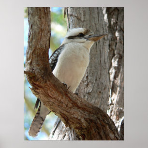 Lachende Kookaburra op een Eucalyptusboom Poster