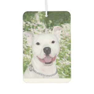 Lachende pitbull luchtverfrisser