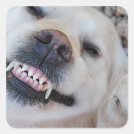 Lachende retriever vierkante sticker