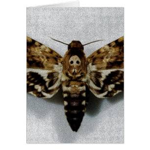 Lachesis d'Acherontia de sphinx de la tête de mort