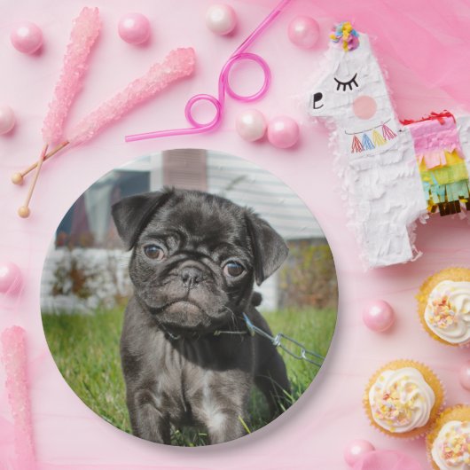 LACK PUG PUPPY PAPIEREN BORDJE (Feest)